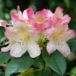 Rhododendron Percy Wiseman