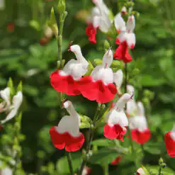 Salvia Hot Lips