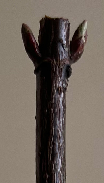 straight pruning cut