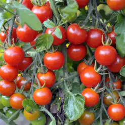 Tomato Sweet Million