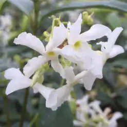 Trachelospermum jasminoides