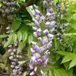 Wisteria floribunda Burford