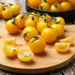 Tomato Tumbling Tom Yellow