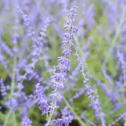 Perovskia Blue Spire