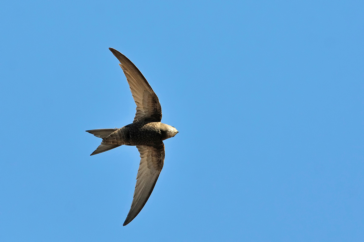 Common Swift (Apus Apus)