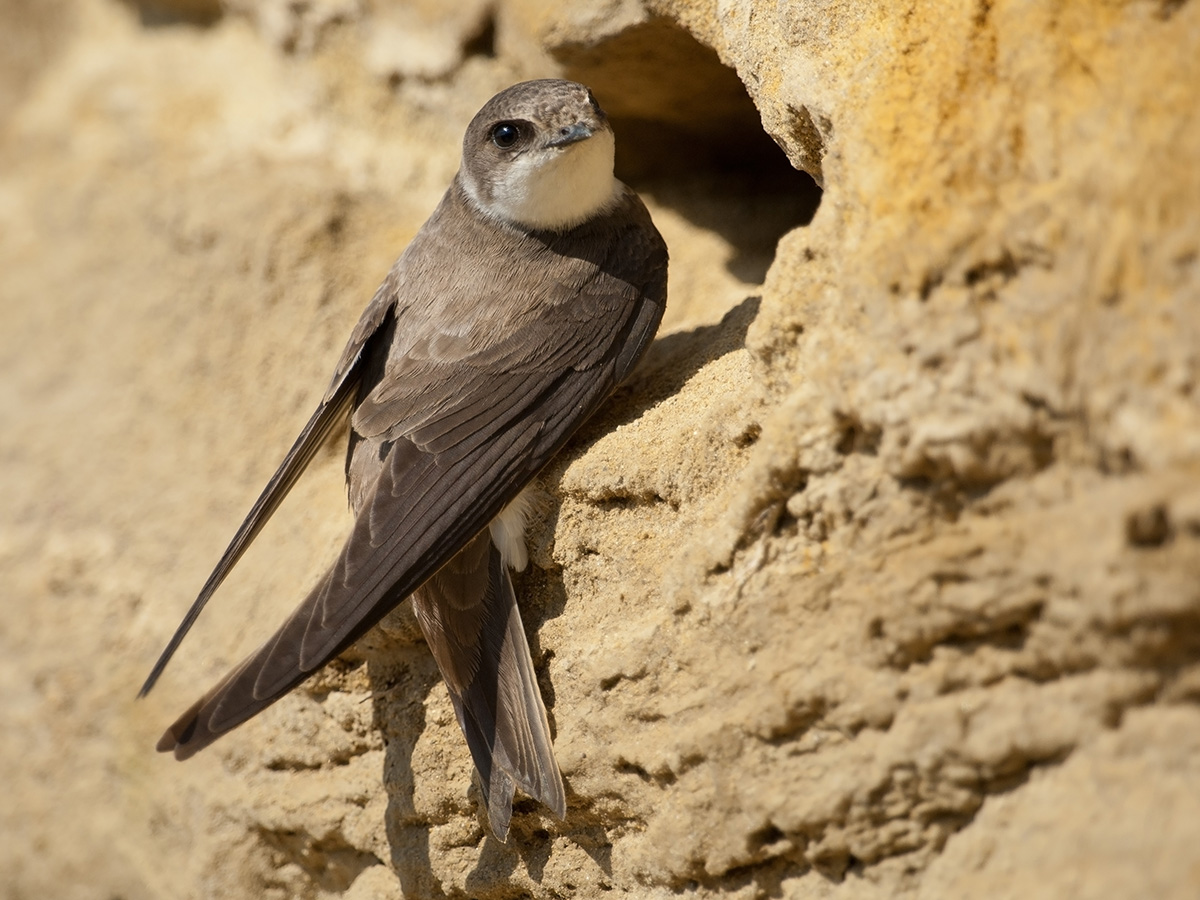 Sand Martin (Riparia, riparia)