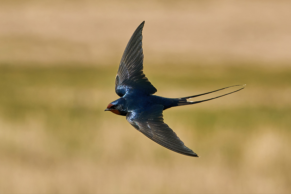 Swallow (Hirundo rustica)