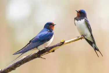 Swallow (Hirundo rustica)