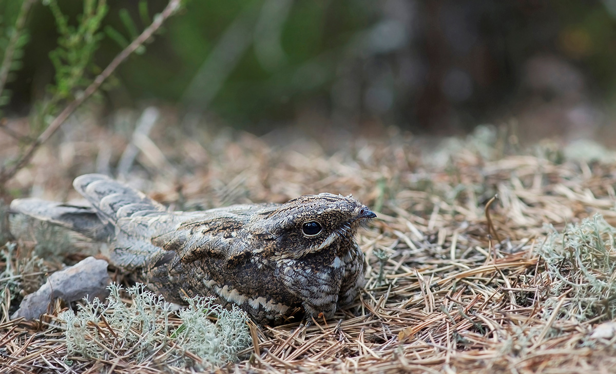 Night jar (Caprimulgus europaeus)