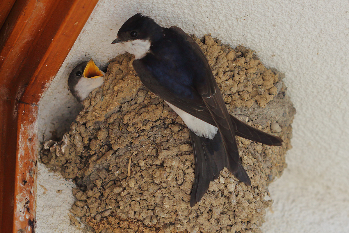 Common house Martin (delichon erbium) nesting under eaves