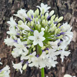 Agapanthus Ever Sparkle