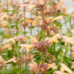 Agastache Mango Tango