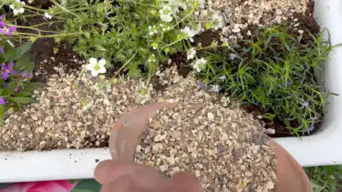 Debi spreading decorative gravel on top of alpine trough, around plants.