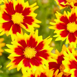 Coreopsis Solar Jewel