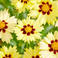 Coreopsis Solar Moon