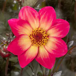 Dahlia Dahlegria Sunrise