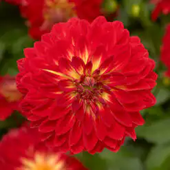 Dahlia Grandalia Scarlet Orange