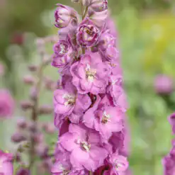 Delphinium Delgenius Chantay