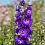 Delphinium Delgenius Glitzy