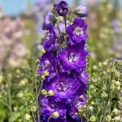 Delphinium Delgenius Glitzy