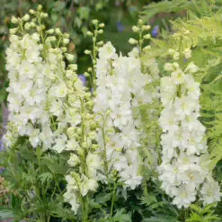 Delphinium Delgenius Neva