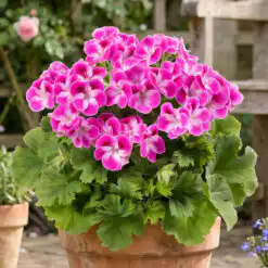 Geranium Pinkerbell