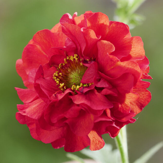 Geum-Firestarter-cu_Fairweathers_1000px