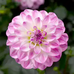 Dahlia Grandalia Rose Bicolour