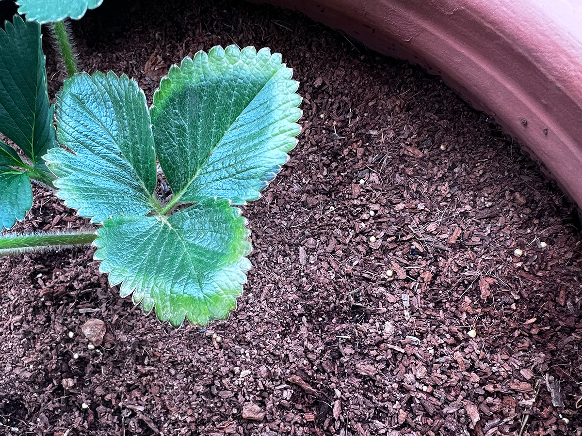 Easy Compost