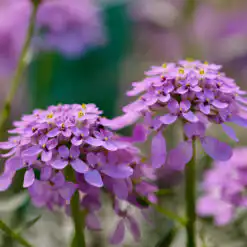 Iberis Mermaid Lavender