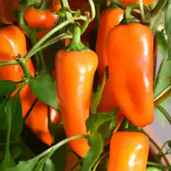 Sweet Pepper Terrazzi (Patio Variety)