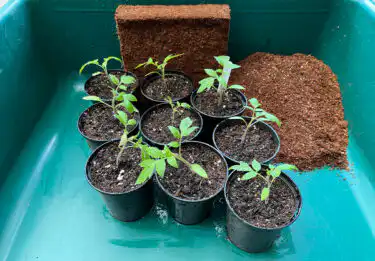 Repotting plants with Easy Compost