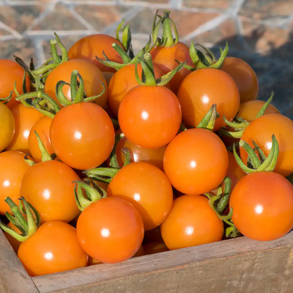 Extra Tasty Tomato Collection - Richard Jackson Garden