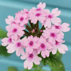 Verbena Margaret's Memory