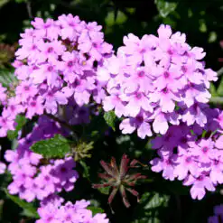 Verbena Seabrook's Lavender
