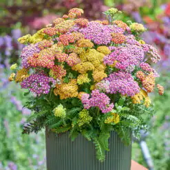 Achillea Milly Rock MixMasters® Dance