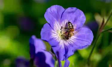 Bee on Geranium Rozanne