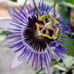 Passiflora Damsels Delight