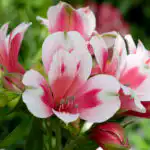 Alstroemeria Inticancha Maya