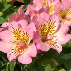 Alstroemeria Inticancha Sunshine