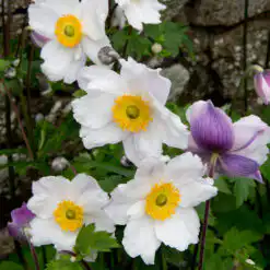 Anemone Ruffled Swan