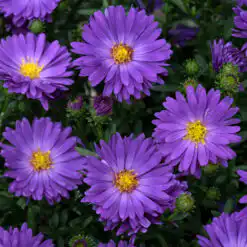 Aster Dark Purple Launch