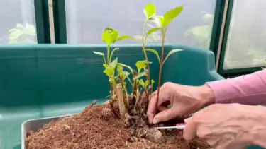 Debi Holland taking dahlia cuttings