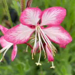 Gaura Rosyjane
