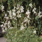 Gaura Whirling Butterflies