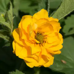 Geum Sunrise