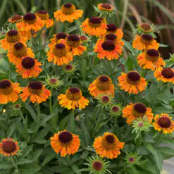 Helenium Short n Sassy