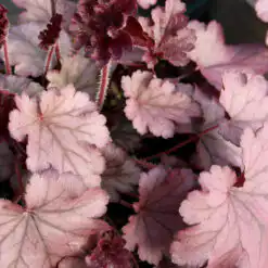 Heuchera Huckleberry
