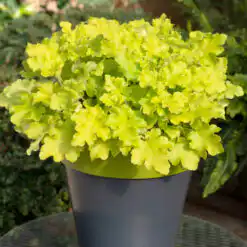 Heuchera Lime Marmalade