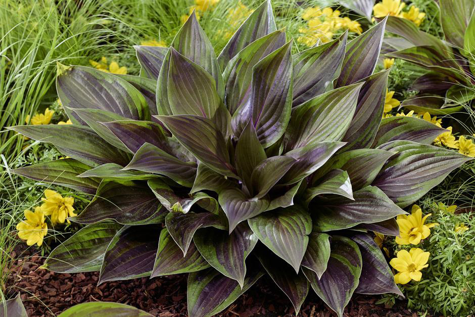 Hosta 'Red Ninja'. Winner of RHS Chelsea 2026 Plant of the Year.